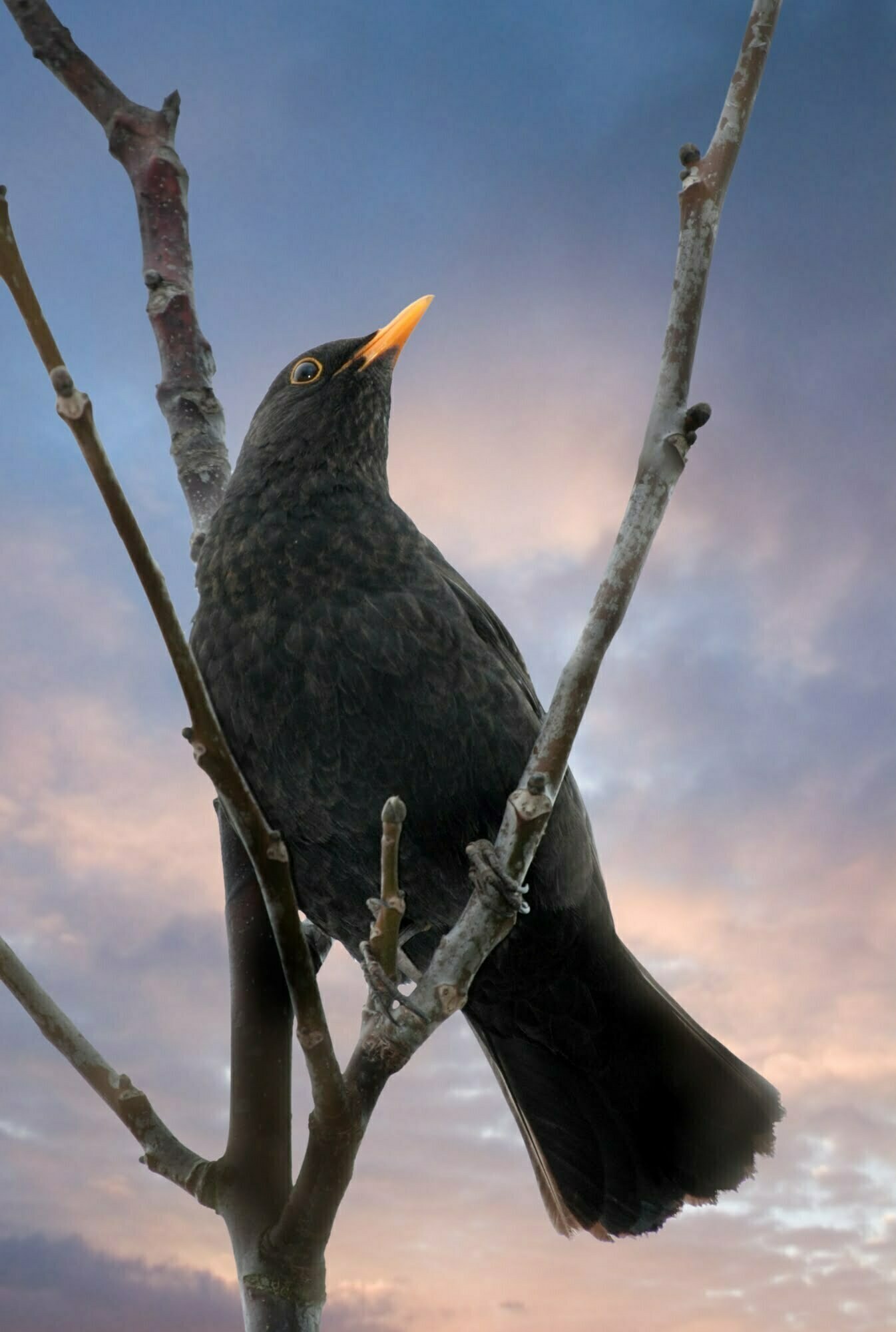 Round-up of facts about blackbirds