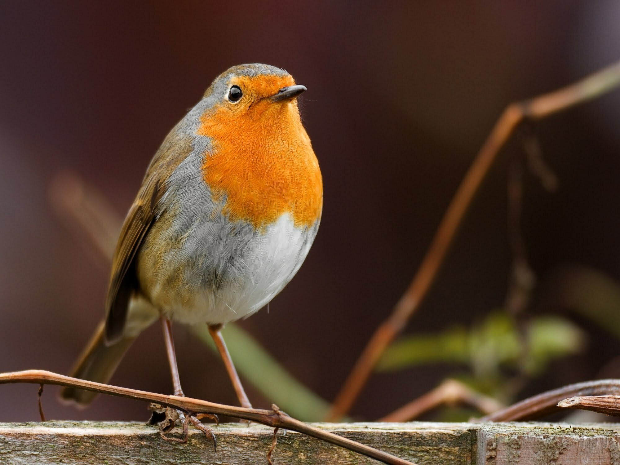 Many facts about robins