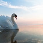 The Ultimate Guide To Swans