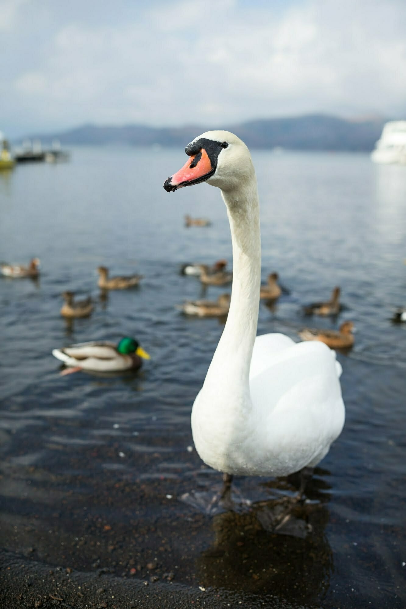 facts about swans