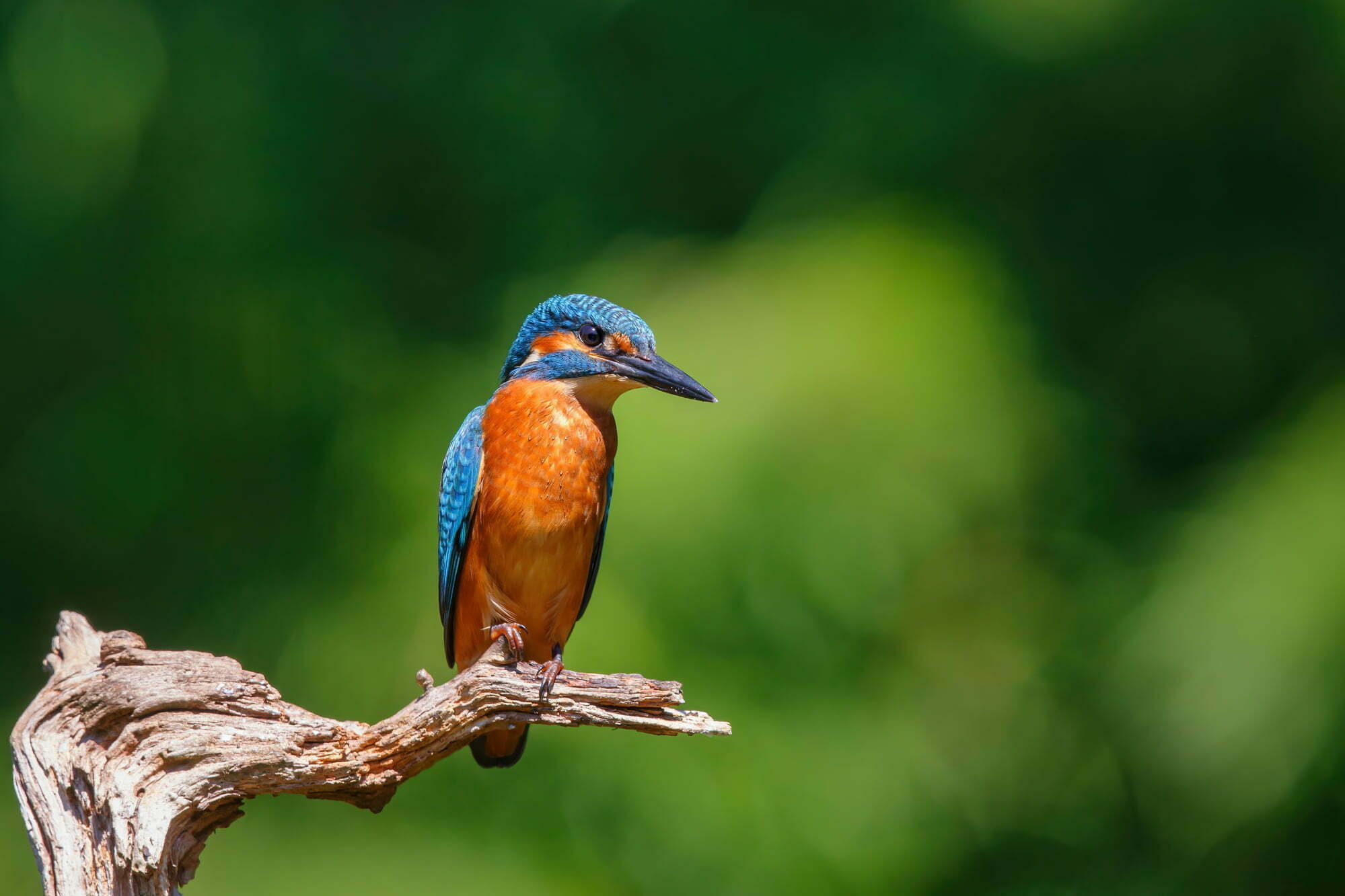 The Ultimate Guide To Kingfishers Everything You Need To Know!