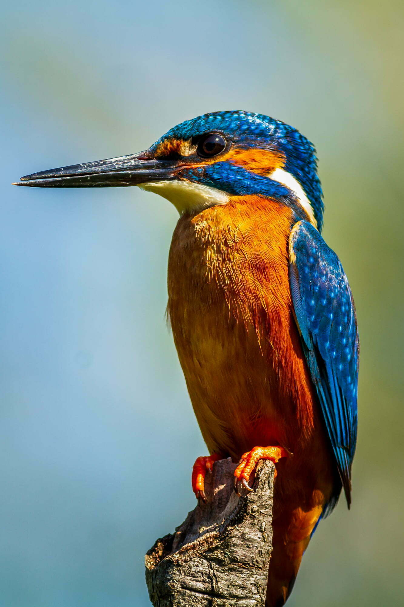 The Ultimate Guide To Kingfishers Everything You Need To Know!