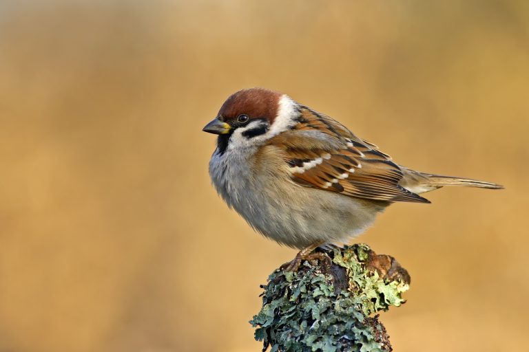 The Ultimate Guide To Sparrows Everything You Need To Know