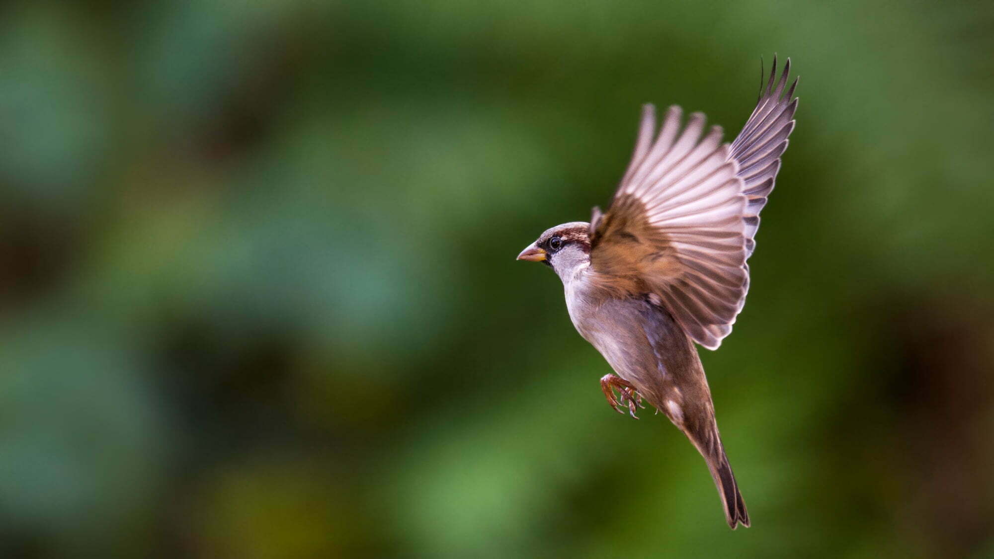 The Ultimate Guide To Sparrows Everything You Need To Know