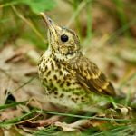 The Ultimate Guide To Thrush Birds Everything You Need To Know