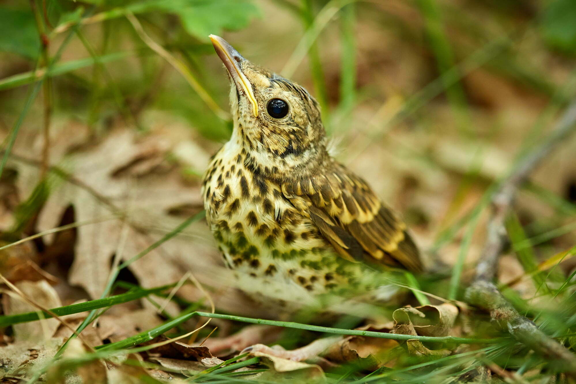 The Ultimate Guide To Thrush Birds Everything You Need To Know
