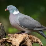 The Ultimate Guide To Wood Pigeons: Everything You Need To Know!