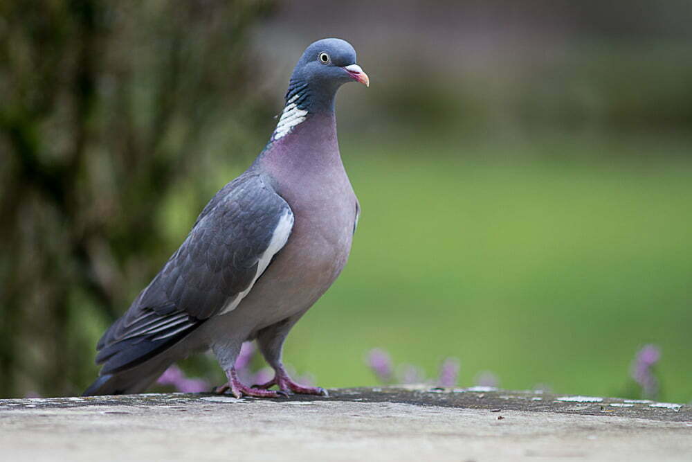 The Ultimate Guide To Wood Pigeons: Everything You Need To Know!