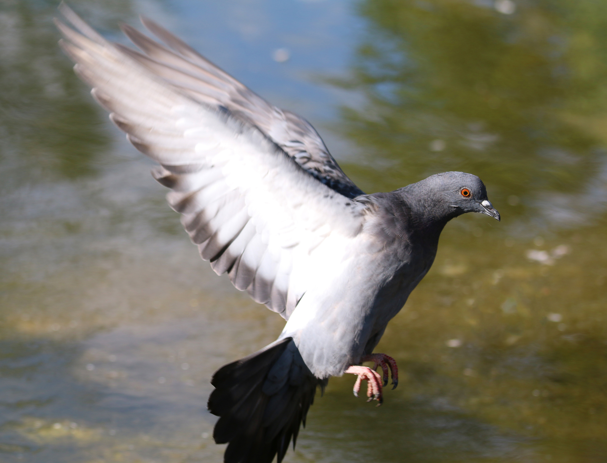 What Is the Wingspan of A Wood Pigeon?