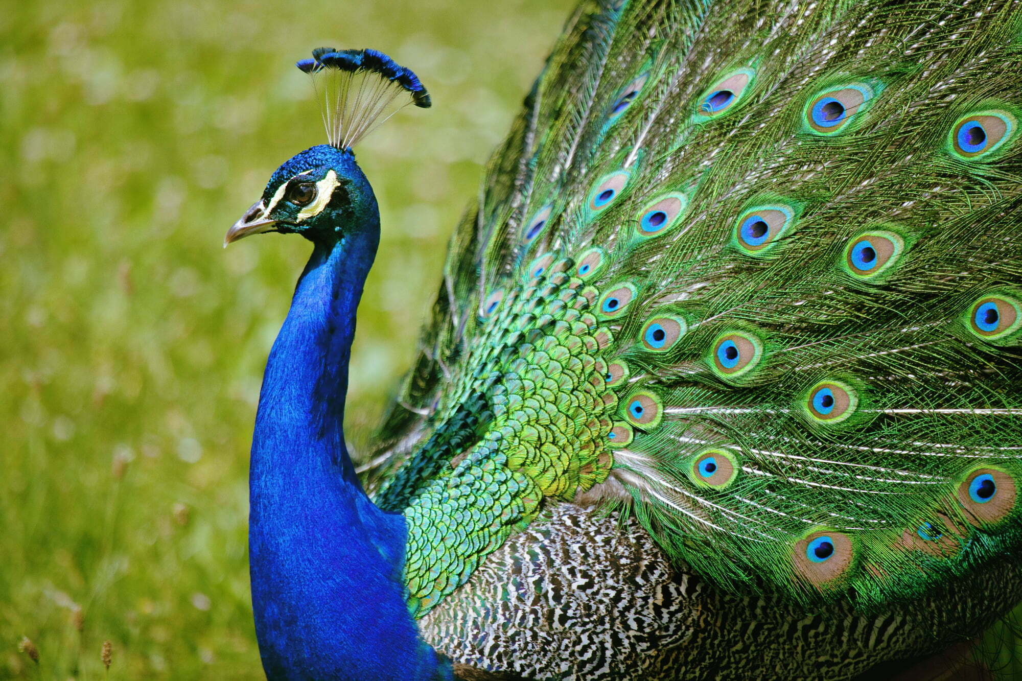 The Ultimate Guide To Peacocks