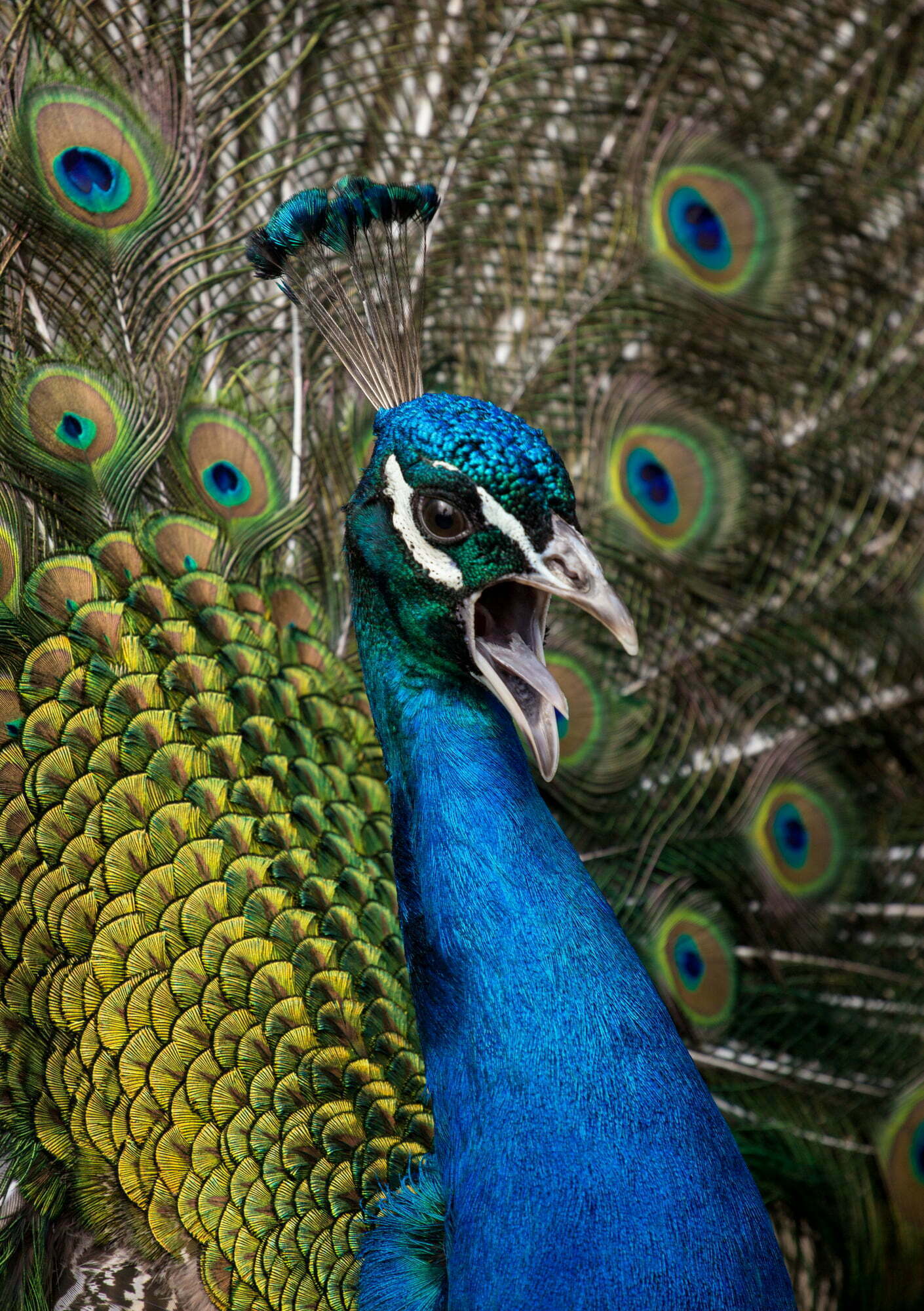 The Ultimate Guide To Peacocks