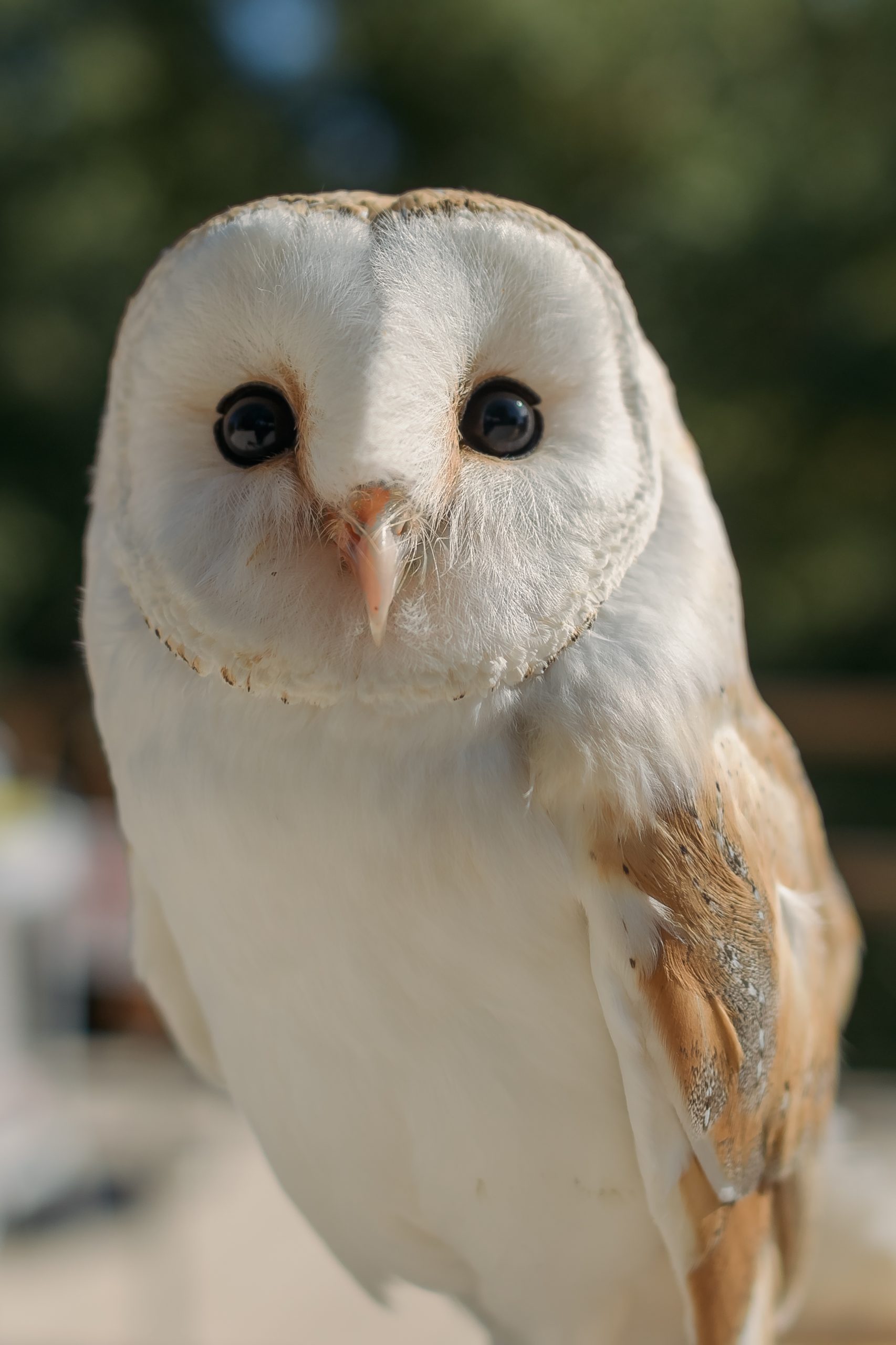 5 Interesting Facts About Barn Owls
