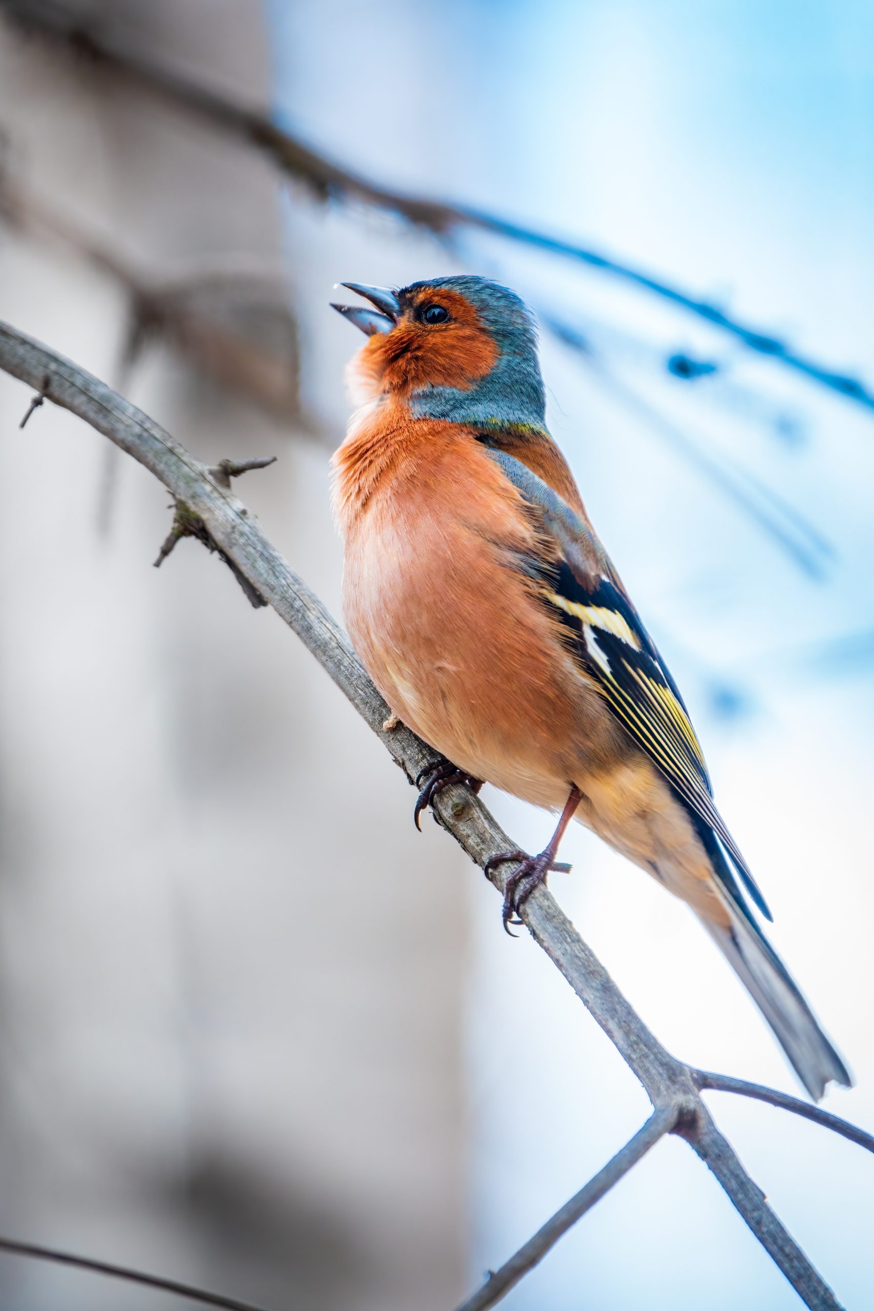5 Interesting Facts About Chaffinches