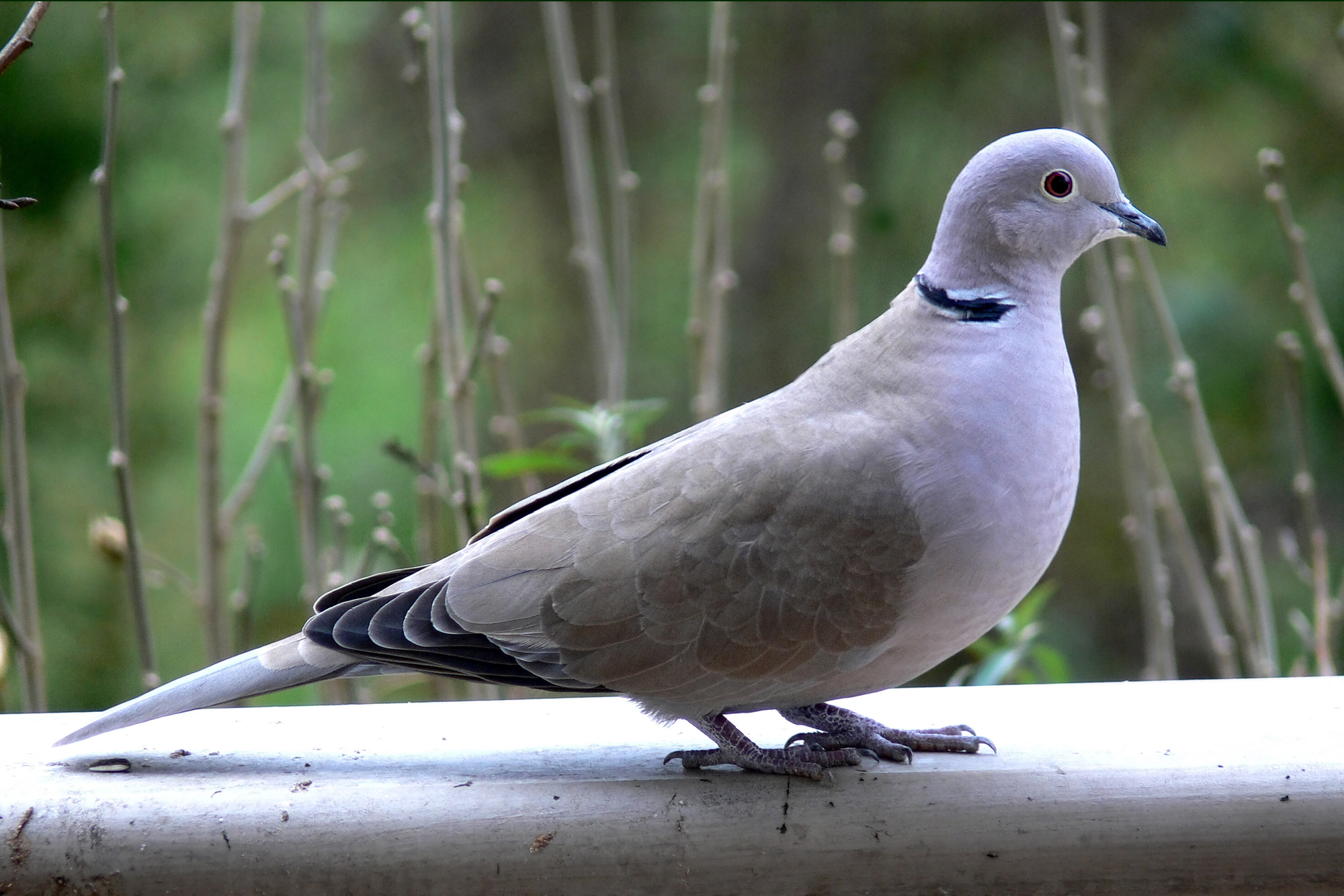 5 Interesting Facts About Collared Doves
