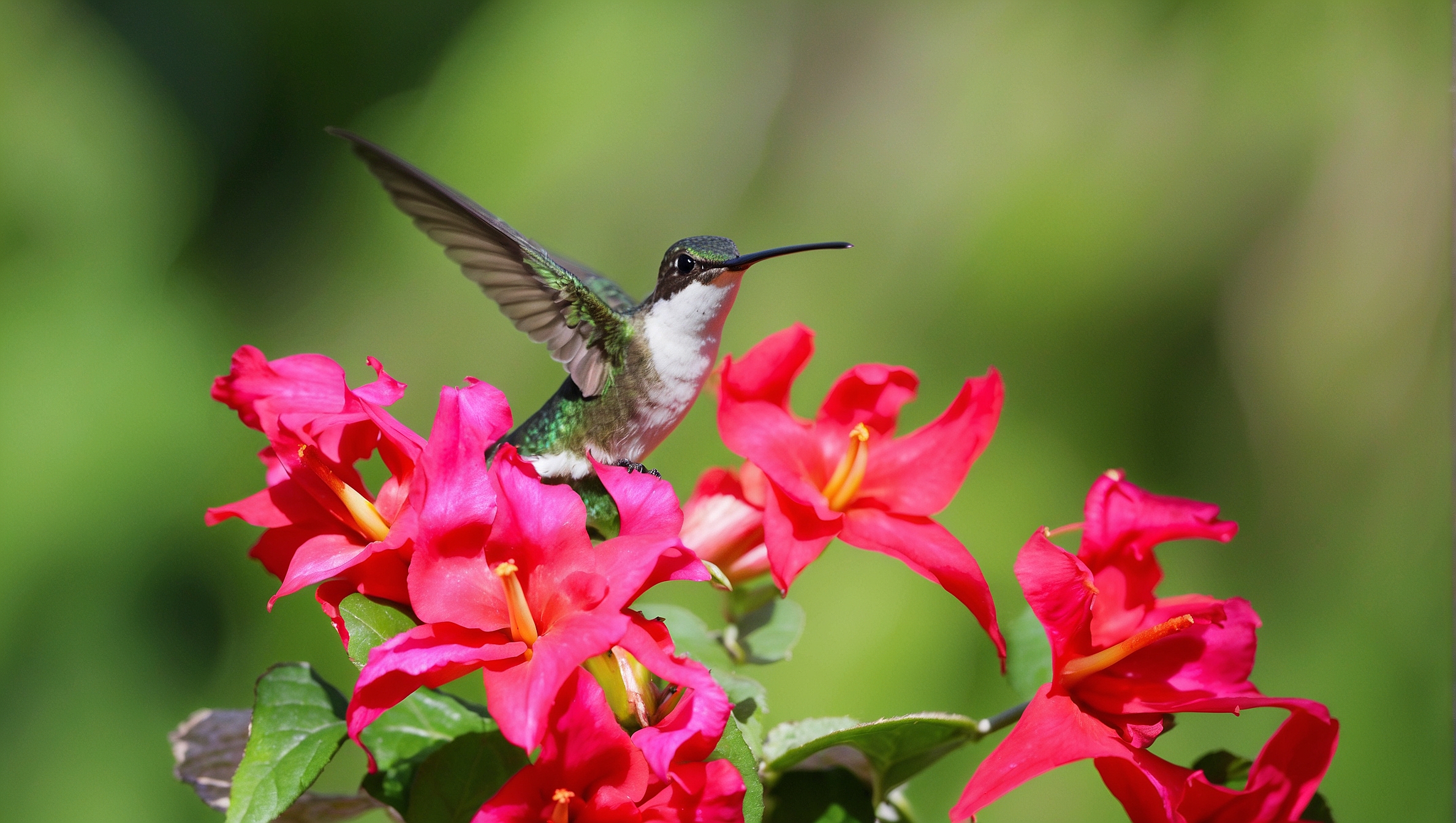 Do Hummingbirds Have Any Predators?