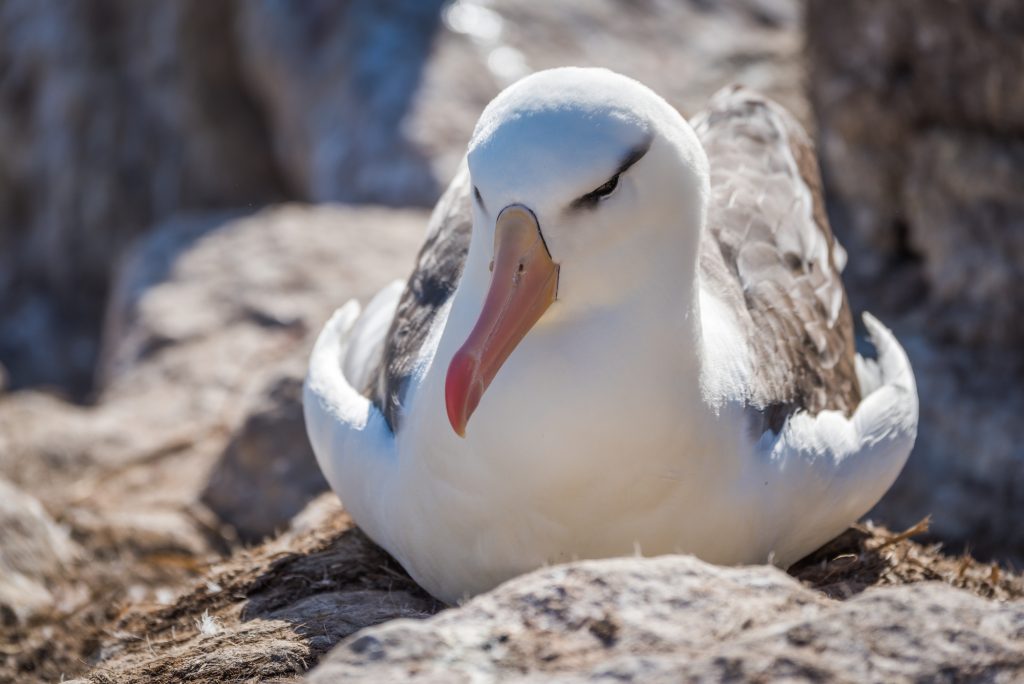 How Long Do Albatrosses Live?