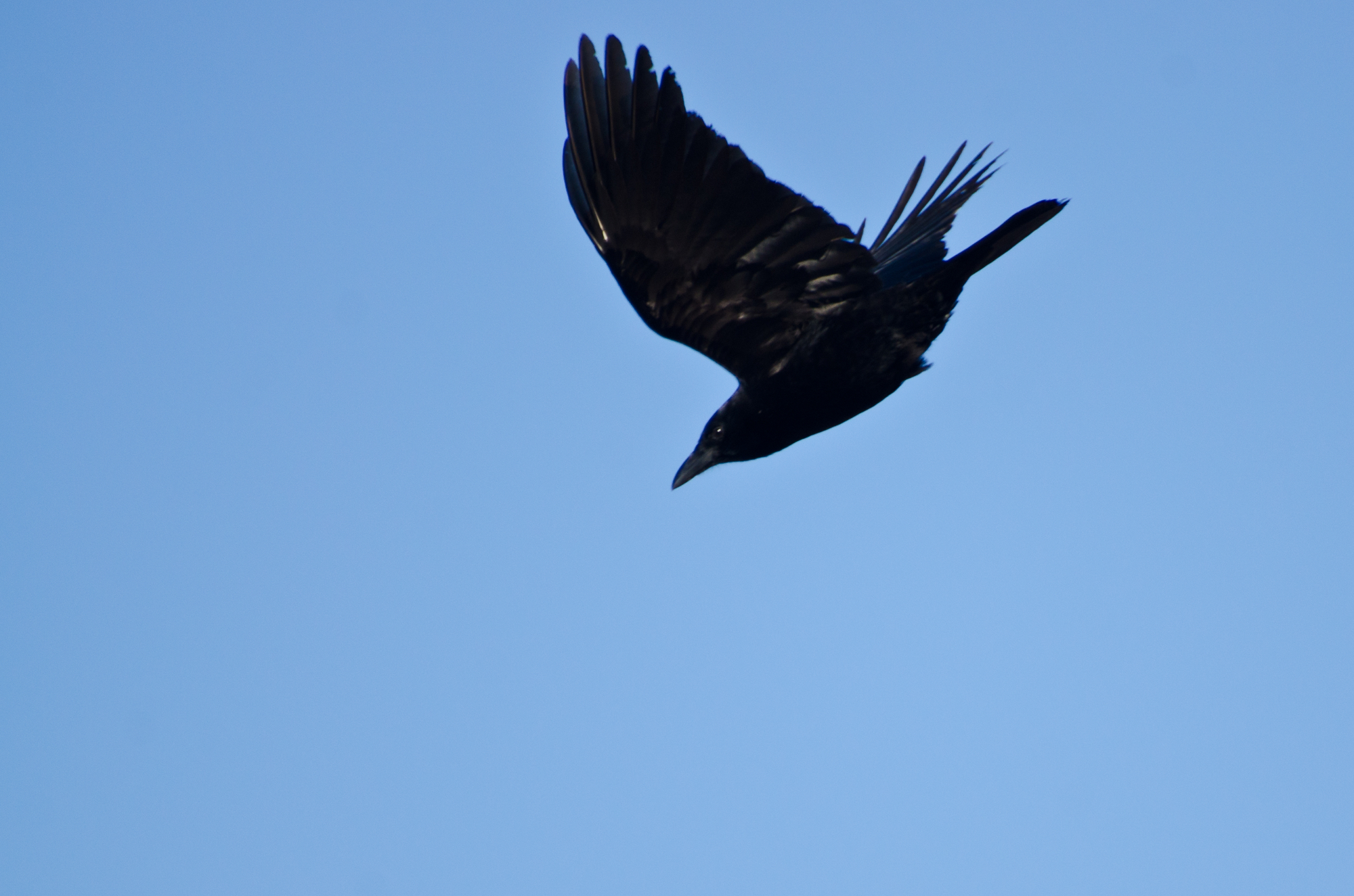 How Long Do American Crows Live?