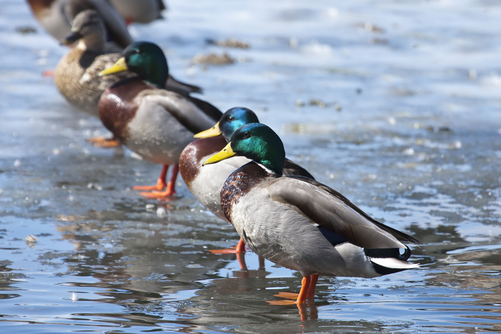 How Long Do Mallards Live?