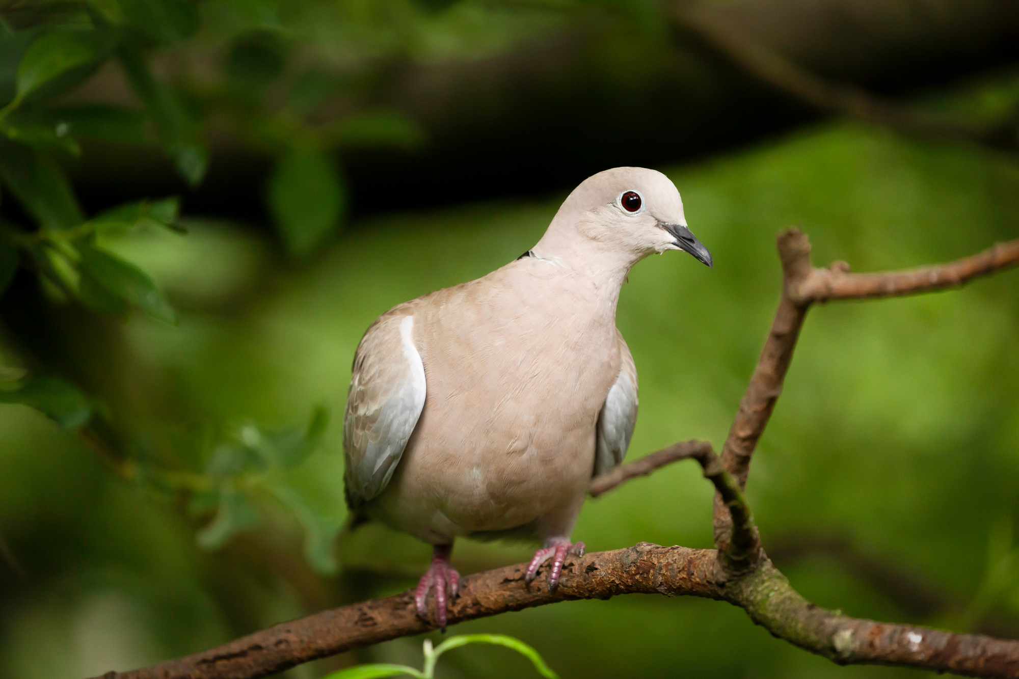 The Ultimate Guide To Collared Doves