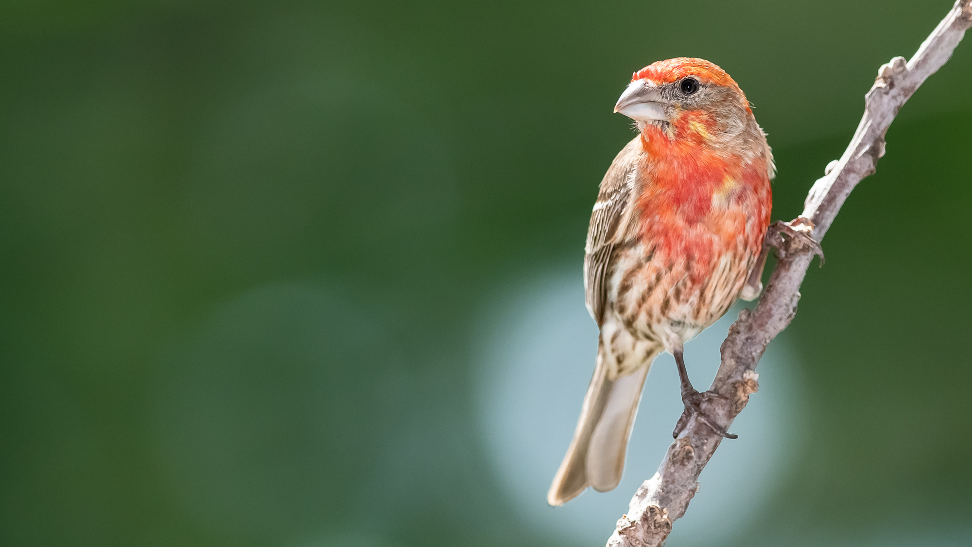 The Ultimate Guide To House Finches