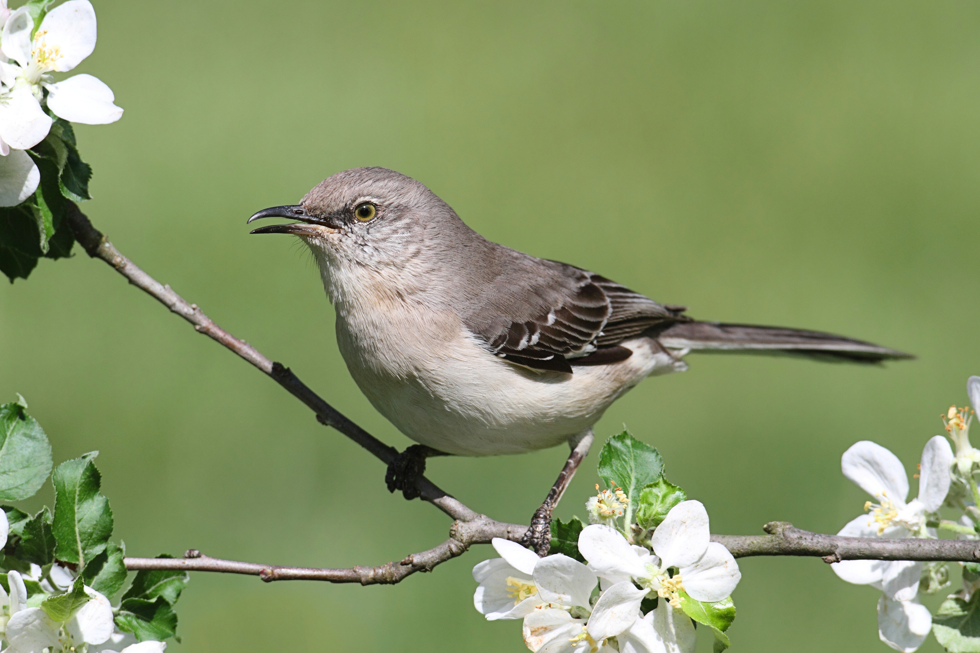 The Ultimate Guide To Mockingbirds