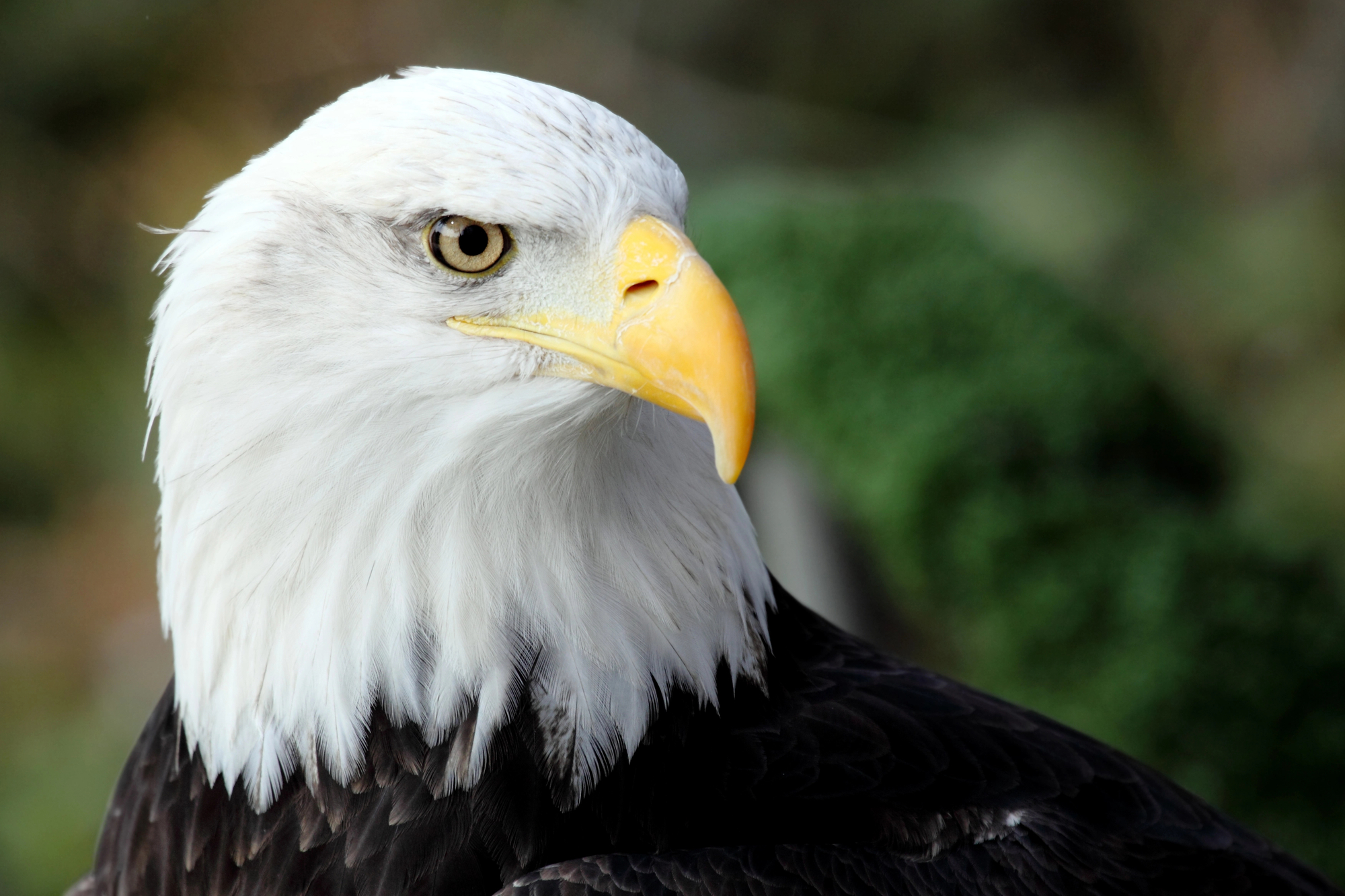 What Does A Bald Eagle Sound Like?