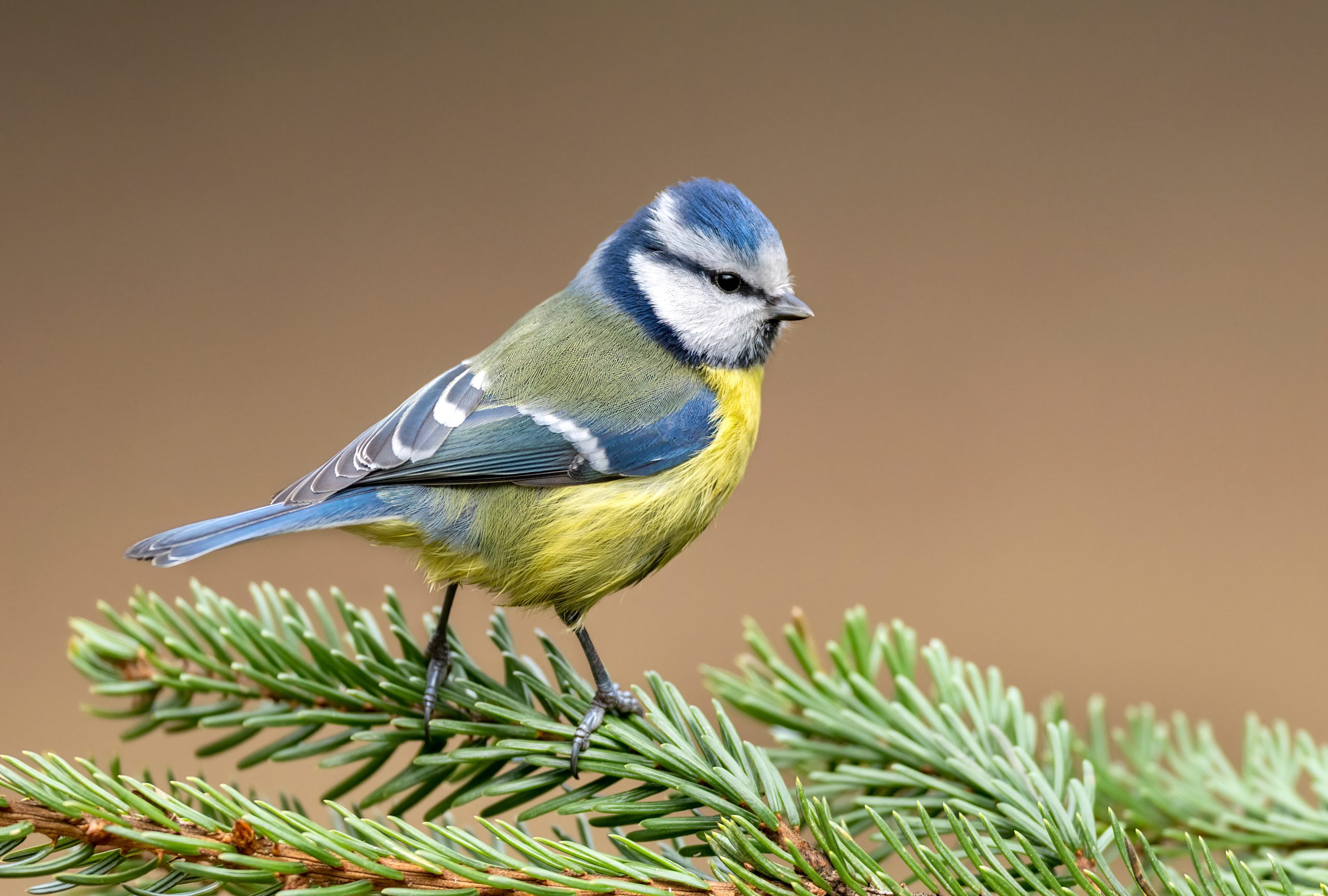 What Does A Blue Tit Sound Like?