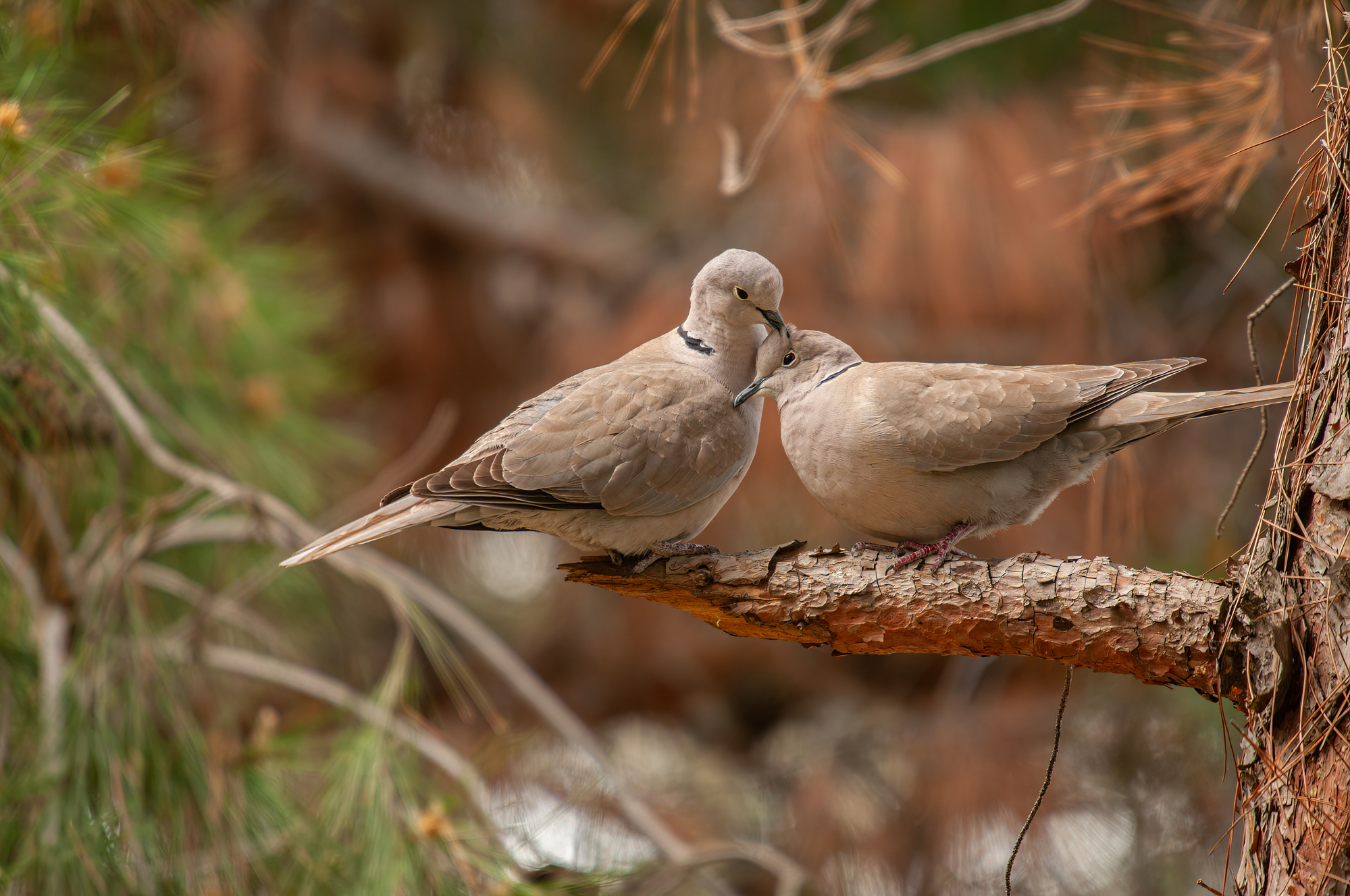 What Does A Collared Dove Look Like