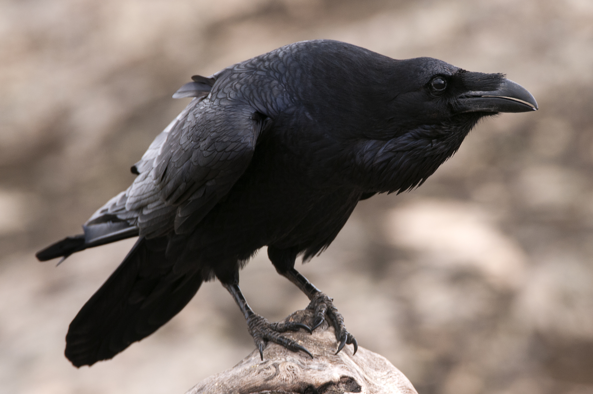 What Does A Raven Sound Like?
