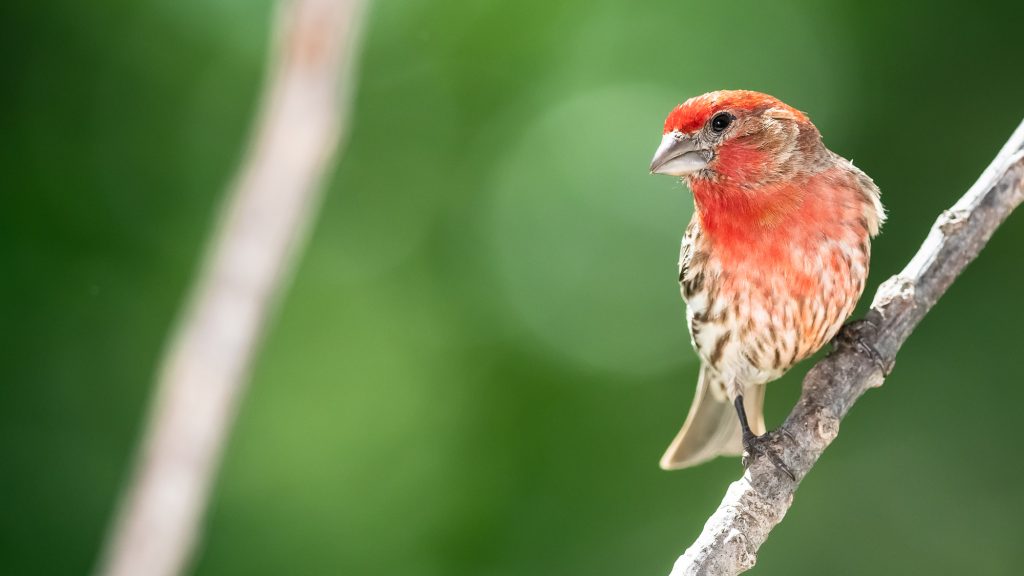 What Does a House Finch Look Like