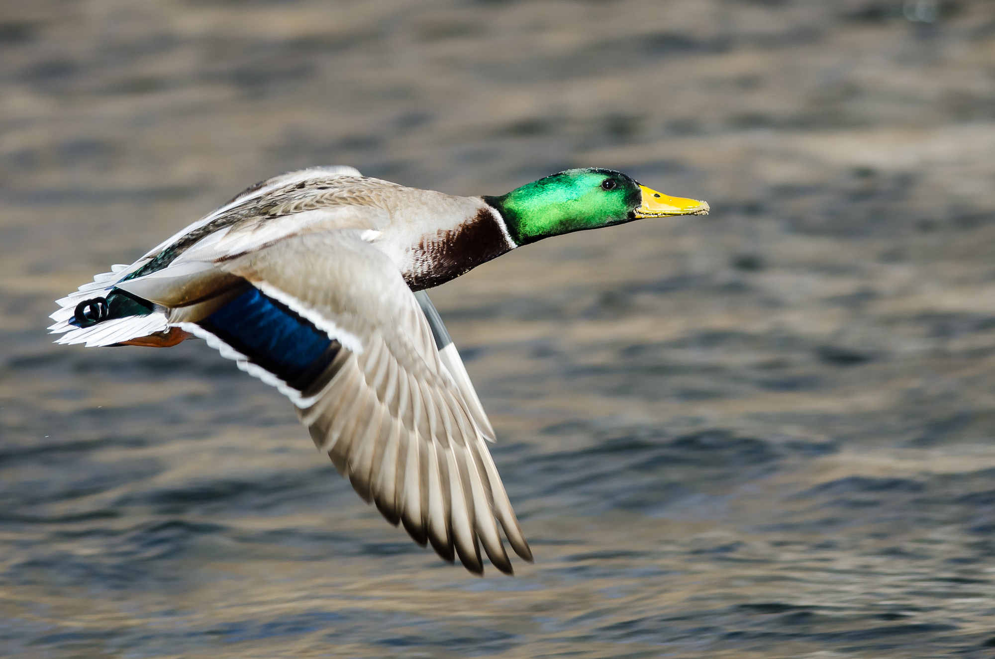 What Is A Mallard?