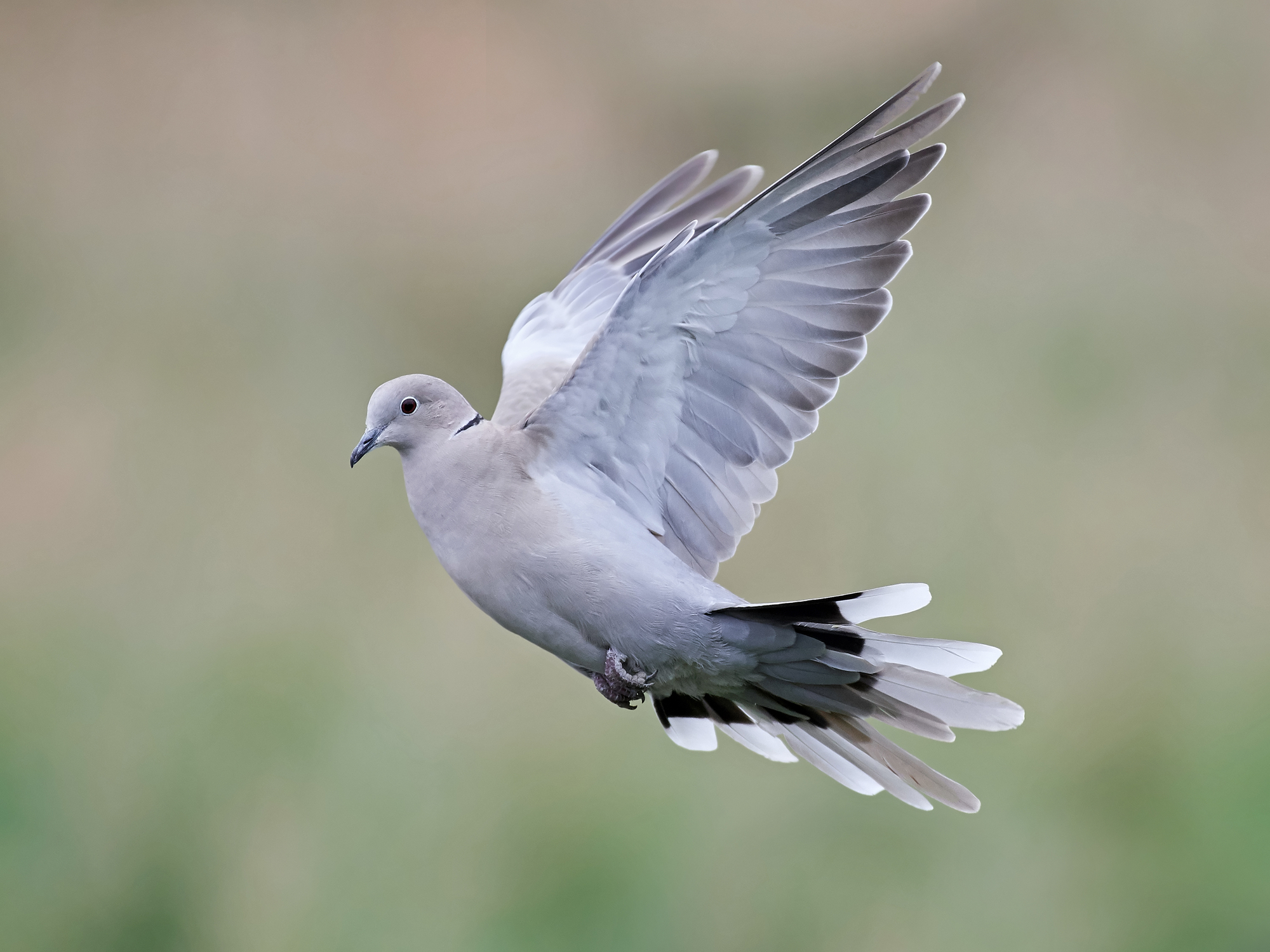What Is The Diet Of Collared Doves?