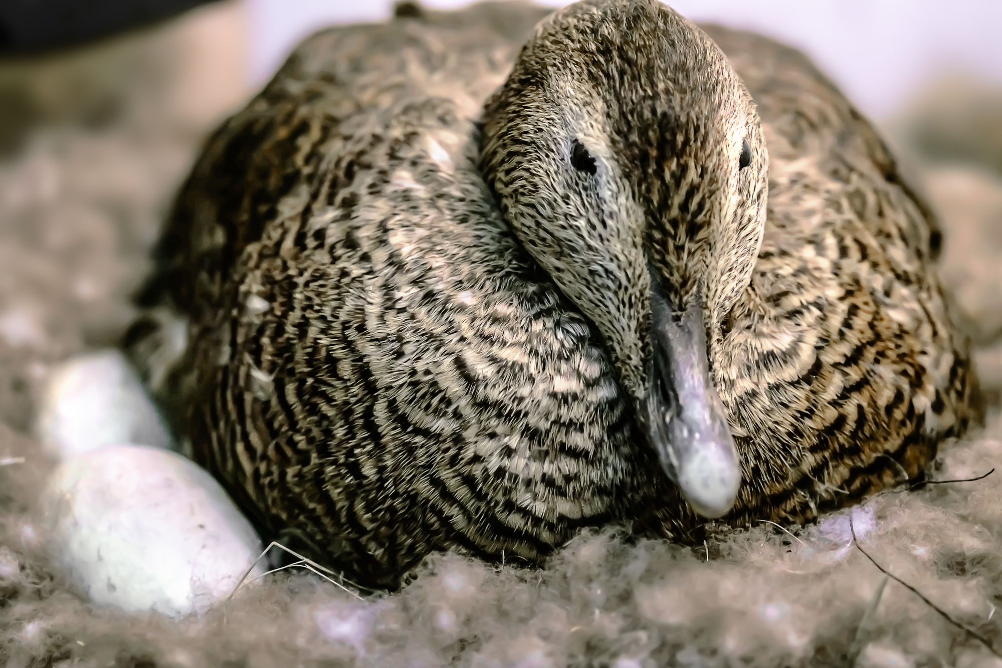 When Do Mallards Lay Eggs?