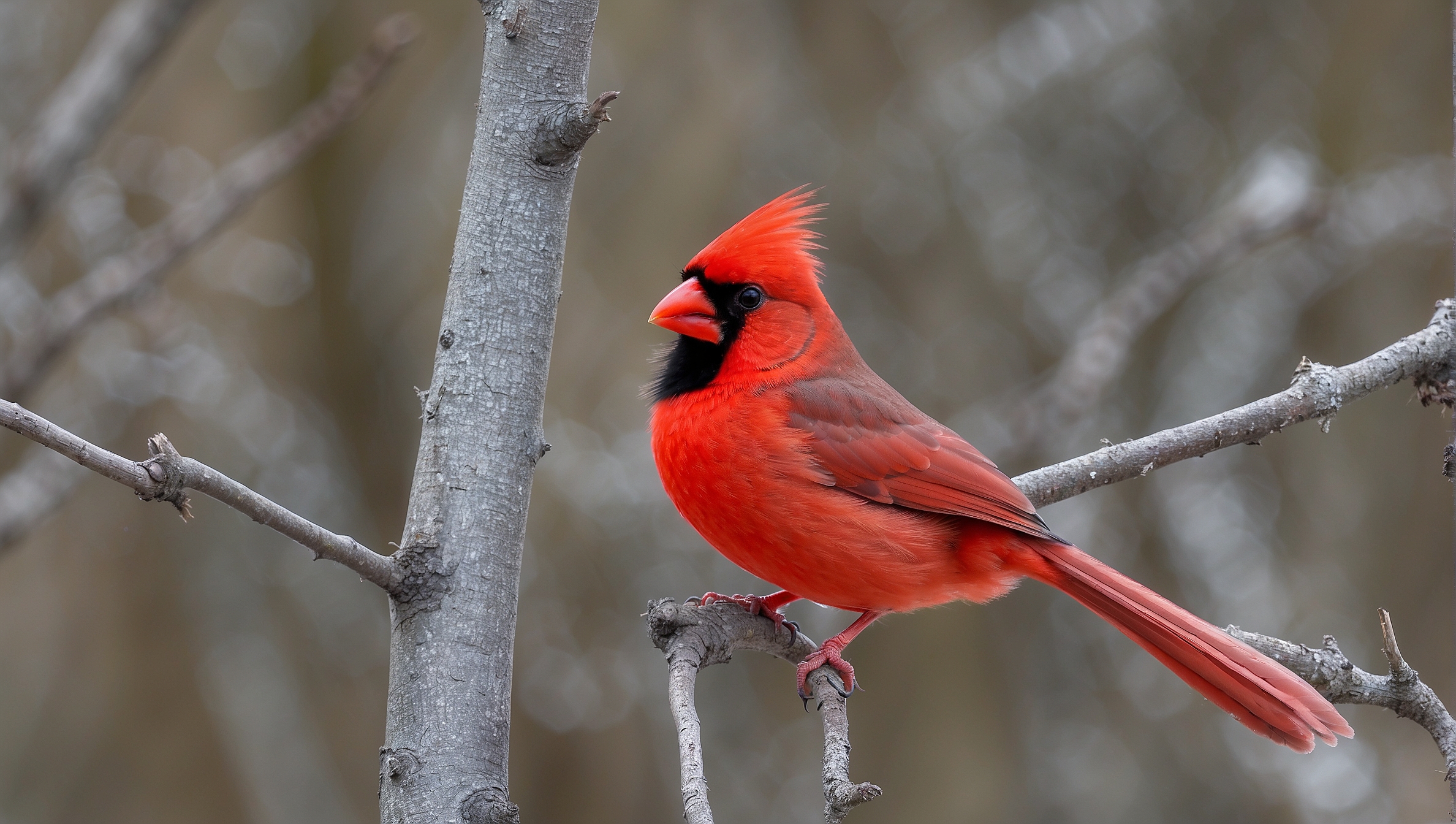 Where Do Red Cardinals Nest?
