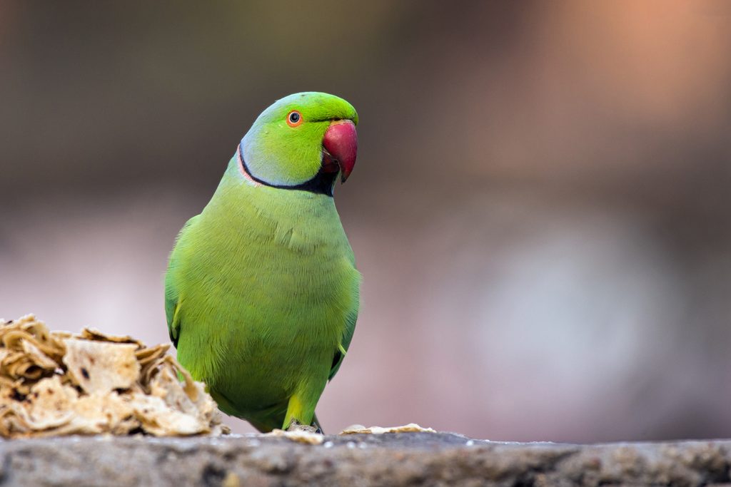 Discover The Prettiest Green Birds In Florida