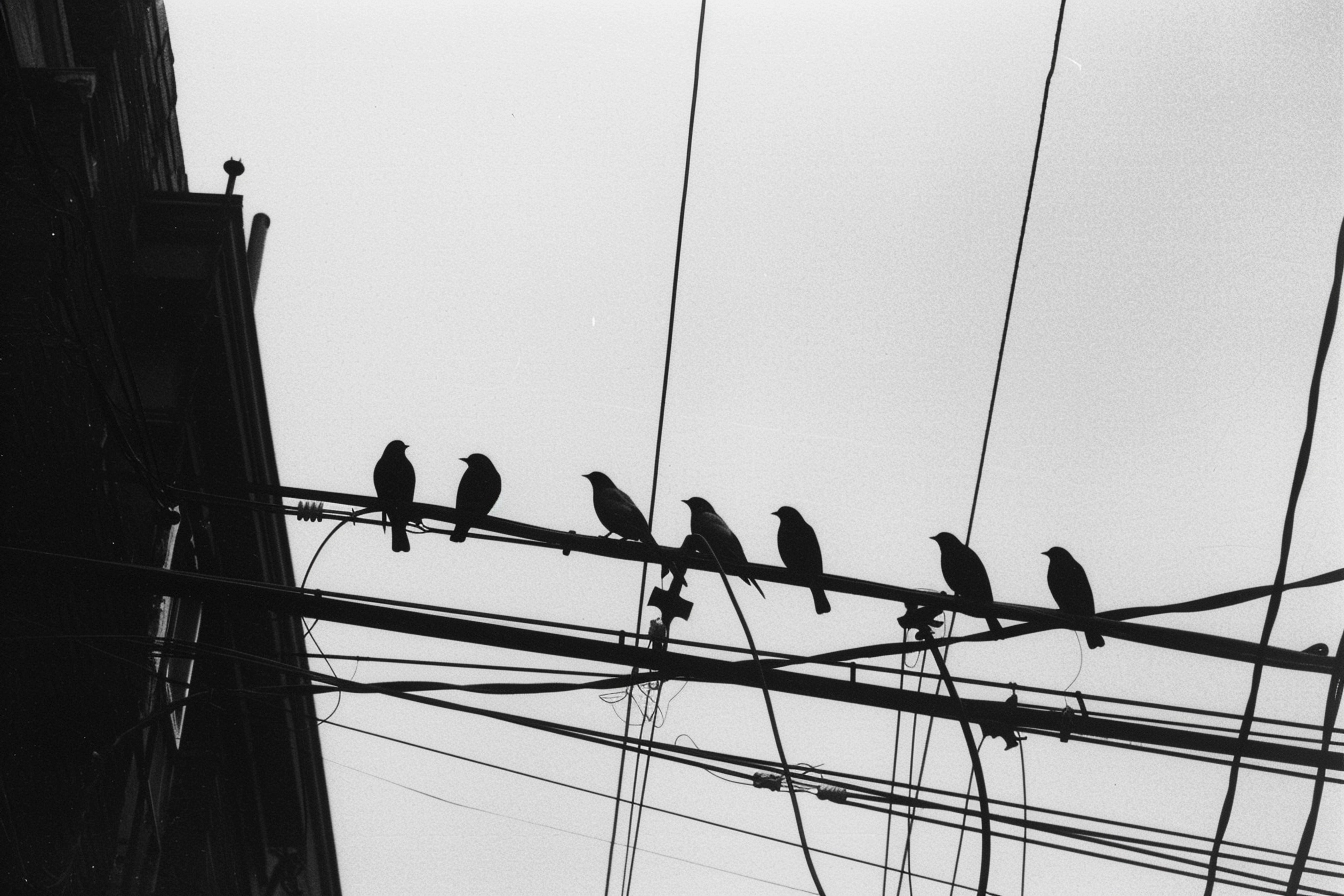 The Science Behind Bird Safety on Power Lines