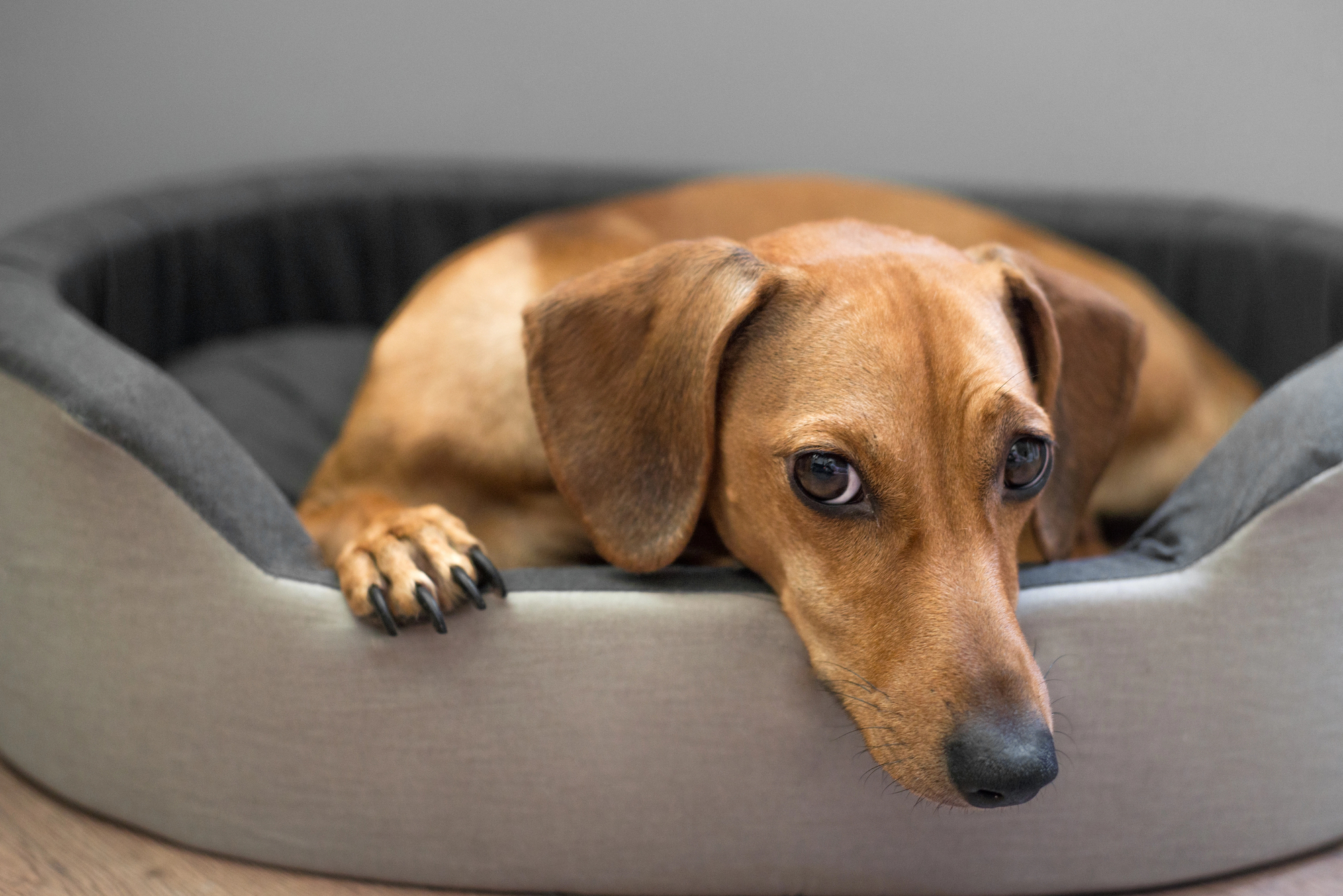 How to Choose the Right Dog Bed for Your Dogs Sleep Style